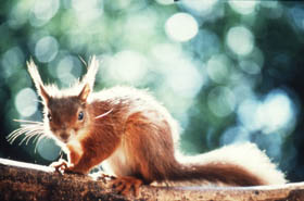 Red Squirrel