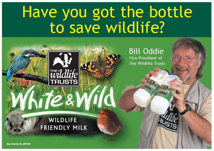 White & Wild poster