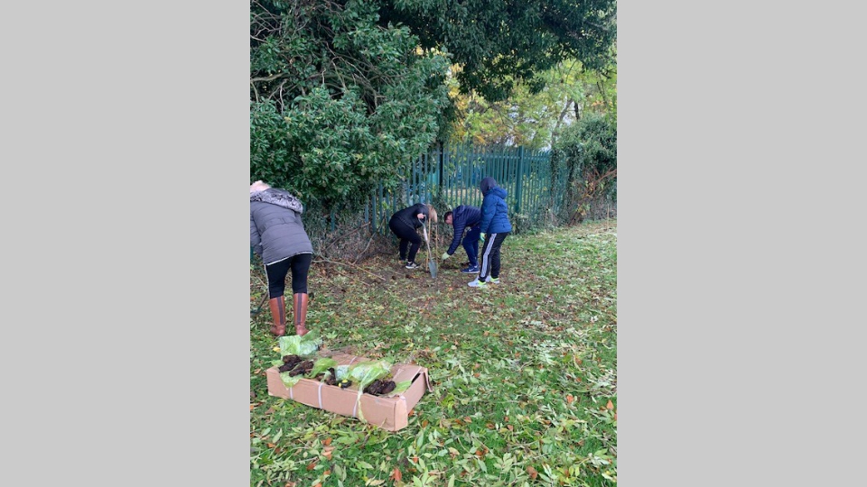 Botcherby hedge planting (2)